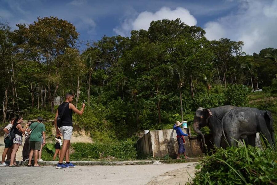 Phuket: Patong Elephant Sanctuary Observe & Learn Experience - The first few minutes: meeting the elephants and their caretakers
