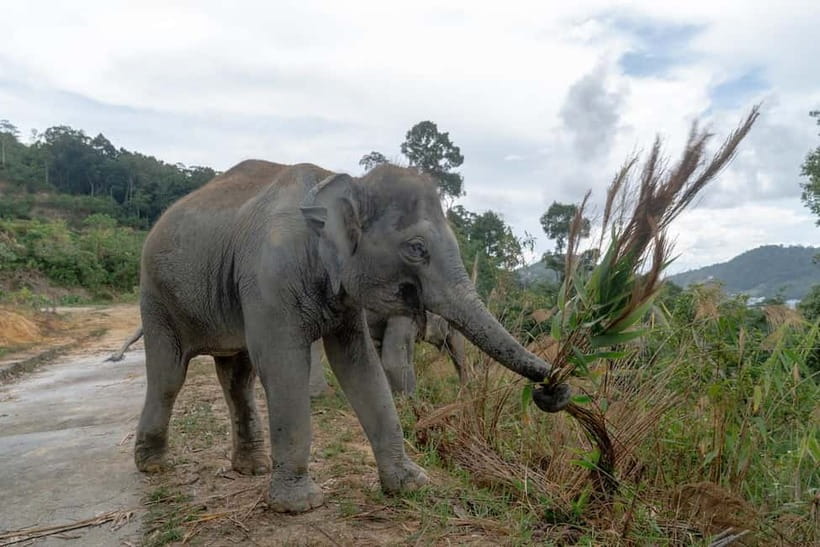 Phuket: Patong Elephant Sanctuary Observe & Learn Experience - Feeding, touching, and the limits of contact