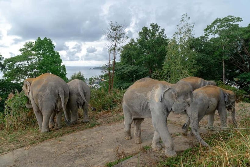 Phuket: Patong Elephant Sanctuary Observe & Learn Experience - Why the 90-minute format can work well