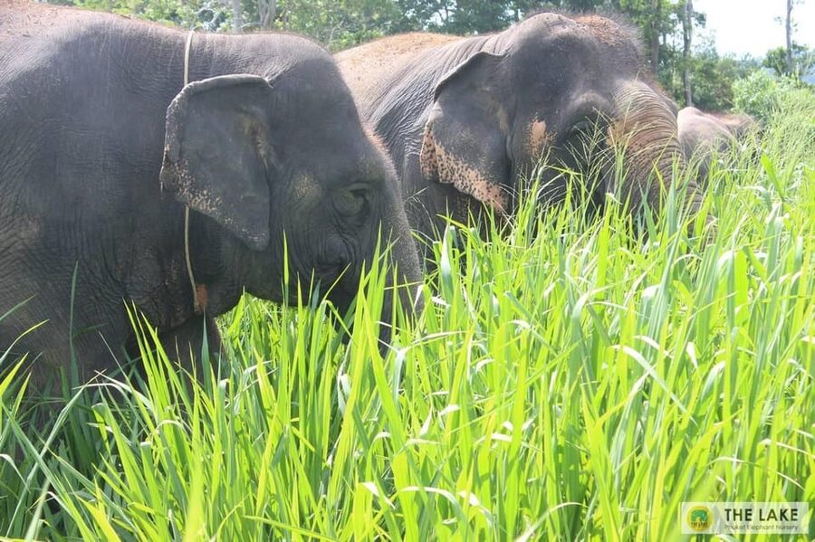 Phuket: Patong Elephant Sanctuary Observe & Learn Experience - Who will enjoy this most