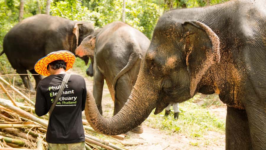 Phuket: Phuket Elephant Sanctuary, Wat Chalong & more - An hour at Nai Harn Beach