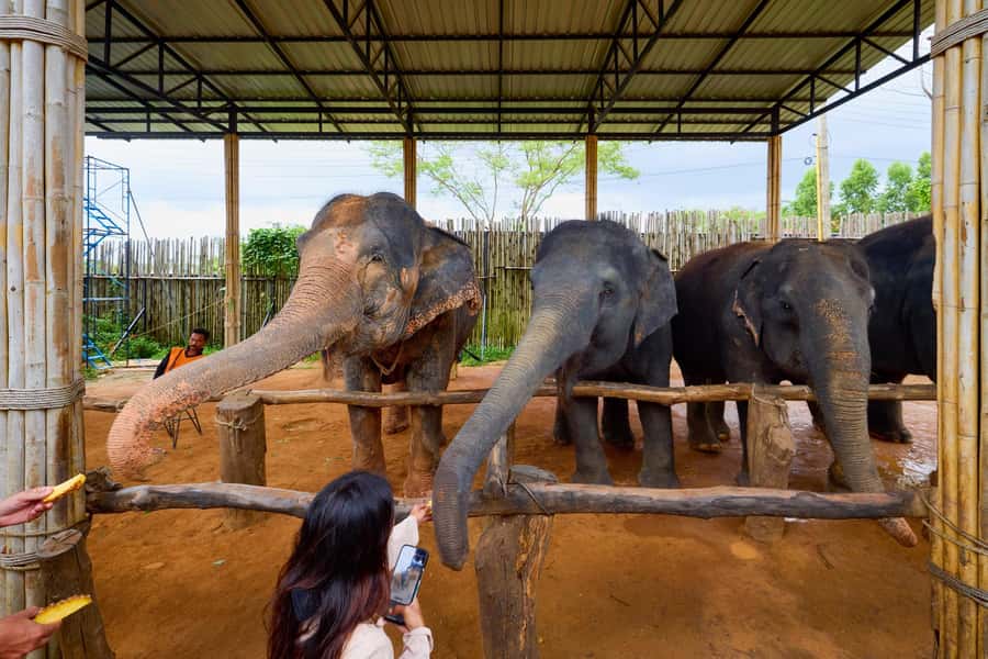 Phuket: Phuket Elephant Sanctuary, Wat Chalong & more - Pickup zones and the Phuket timetable