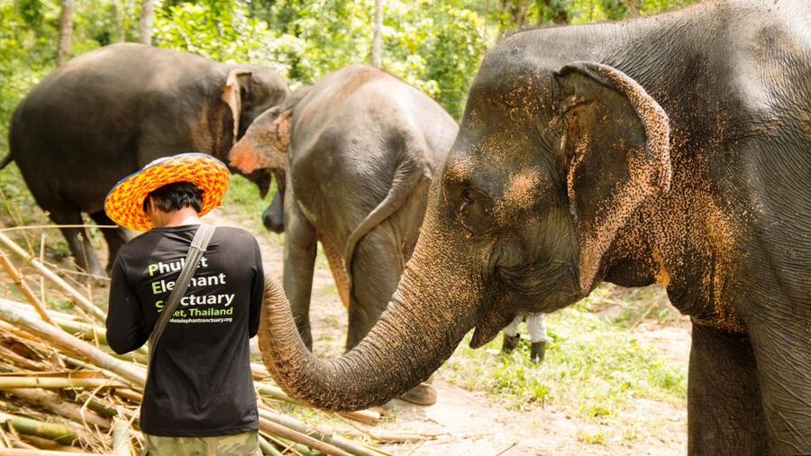 Phuket: Phuket Elephant Sanctuary, Wat Chalong & more - What to pack for the nine-hour outing