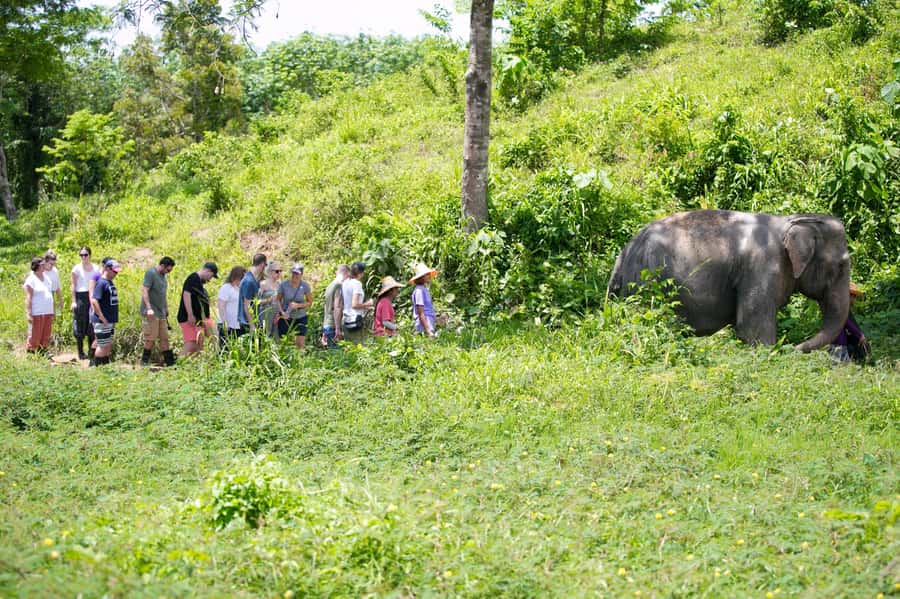 Phuket: Phuket Elephant Sanctuary, Wat Chalong & more - Three hours with rescued elephants