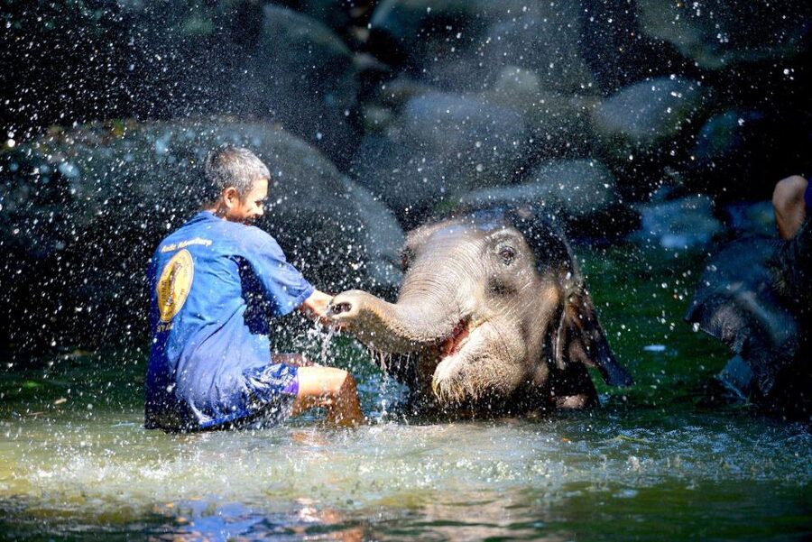Phuket: White Water Rafting, Zipline, and Elephant Sanctuary - Meeting the elephants in the forest