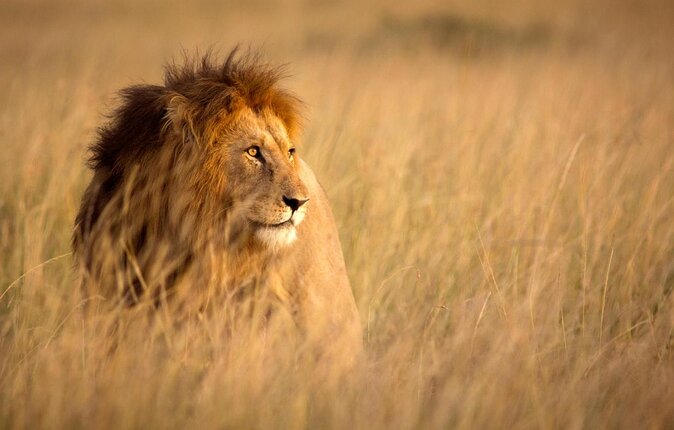 Pilanesberg Nature Reserve & Safari Park Lion Private - Key points to know before booking