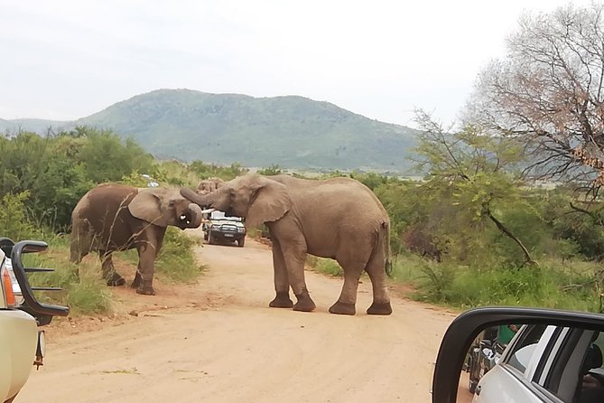 Pilanesberg Nature Reserve & Safari Park Lion Private - The 06:00 pickup and the long road north