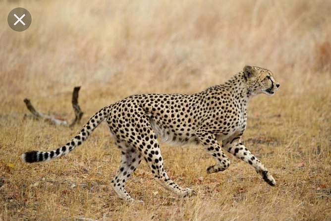 Pilanesberg Nature Reserve & Safari Park Lion Private - What the private guide adds