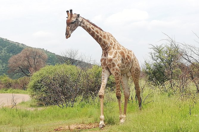Pilanesberg Nature Reserve & Safari Park Lion Private - The second stop at Rhino and Lion Nature Reserve