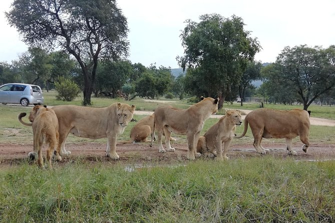Pilanesberg Nature Reserve & Safari Park Lion Private - Lunch is important, and you should confirm it