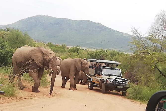 Pilanesberg Nature Reserve & Safari Park Lion Private - Is $205.10 a fair price?