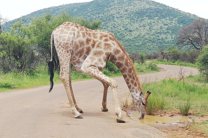 Pilanesberg Nature Reserve & Safari Park Lion Private - Who should book this experience?