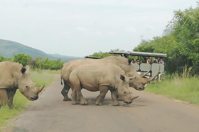 Pilanesberg Nature Reserve & Safari Park Lion Private - Four hours inside Pilanesberg National Park