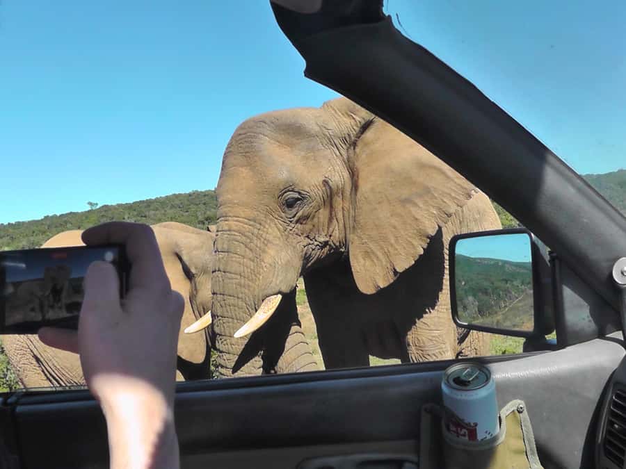 Port Elizabeth:2-Day Schotia Safaris & Addo Wildlife Reserve - Africanos Country Estate and the Addo-area stay