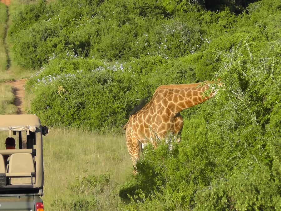 Port Elizabeth:2-Day Schotia Safaris & Addo Wildlife Reserve - Dinner under the African night sky