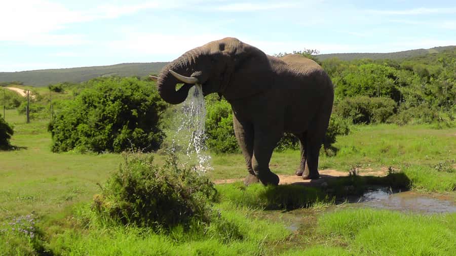 Port Elizabeth:2-Day Schotia Safaris & Addo Wildlife Reserve - Bellevue Forest Reserve and the walking element