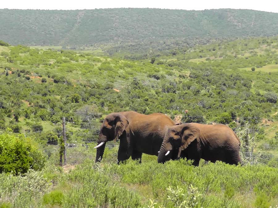 Port Elizabeth:2-Day Schotia Safaris & Addo Wildlife Reserve - Lunch and the return toward Port Elizabeth