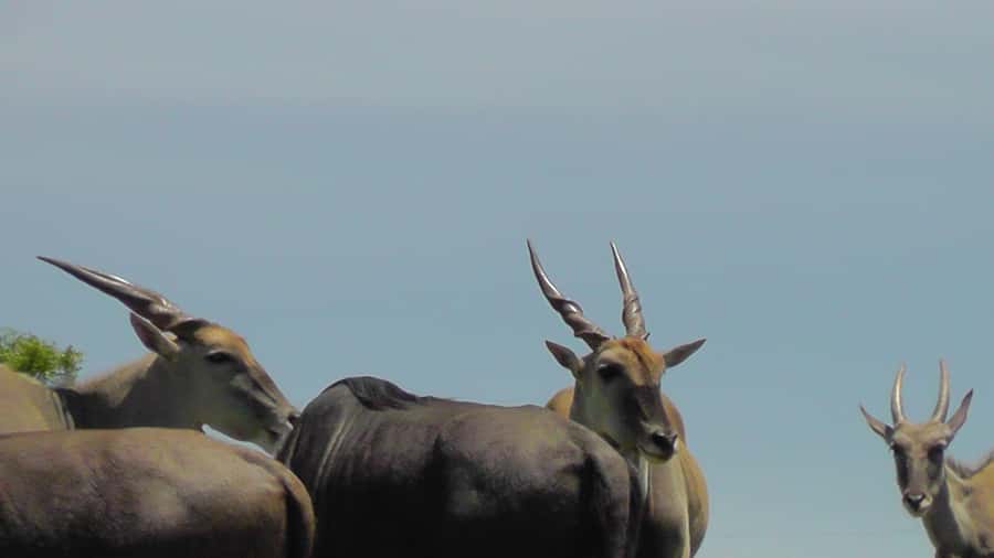 Port Elizabeth:2-Day Schotia Safaris & Addo Wildlife Reserve - Guides, group size, and the quality of the day