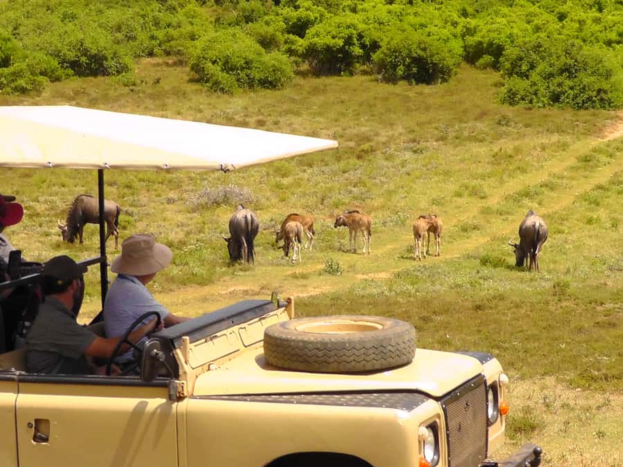 Port Elizabeth:2-Day Schotia Safaris & Addo Wildlife Reserve - Leaving Port Elizabeth at noon