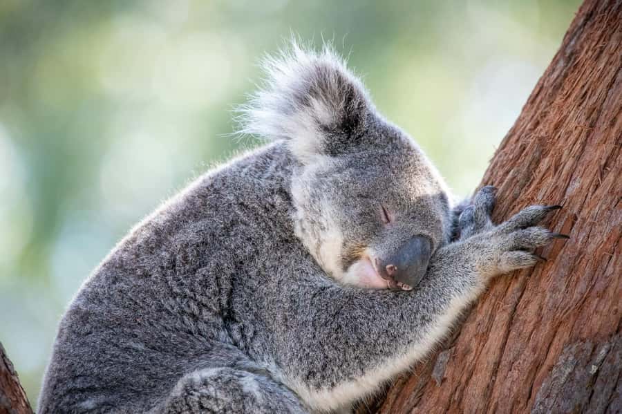 Port Stephens: Koala Sanctuary General Admission Ticket - Why this sanctuary is more than a koala photo stop