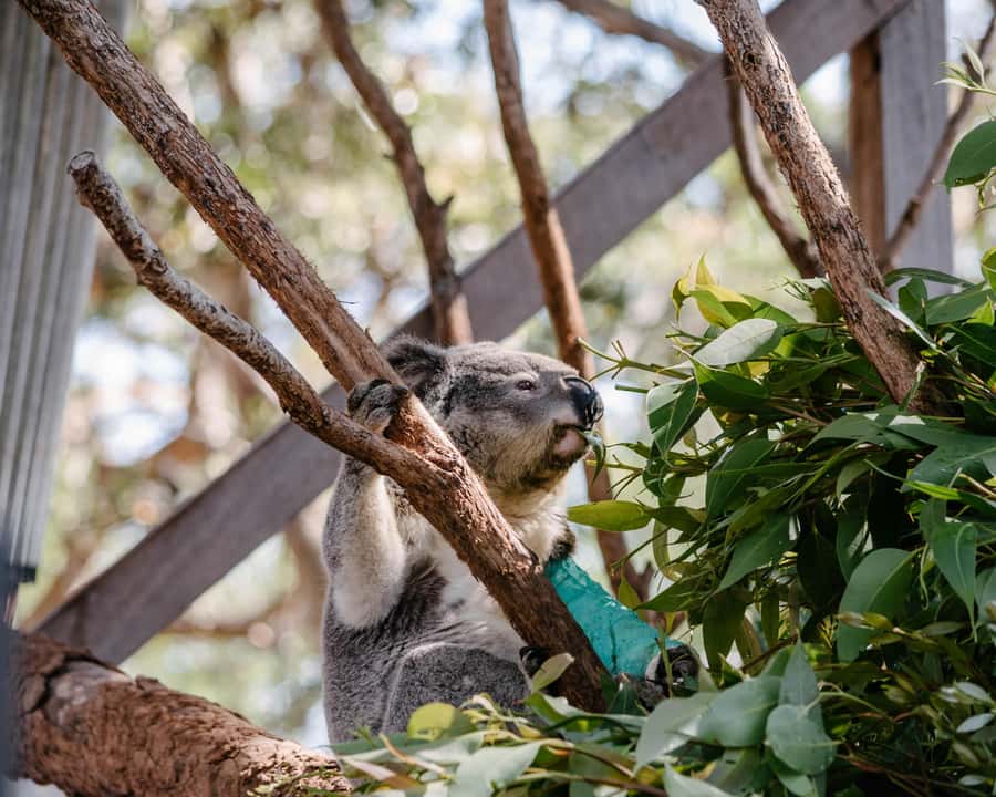 Port Stephens: Koala Sanctuary General Admission Ticket - Start with the 250m Sanctuary Story Walk