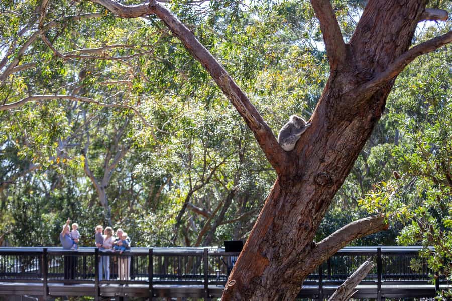 Port Stephens: Koala Sanctuary General Admission Ticket - Take the 225m Newcastle Airport SKYwalk