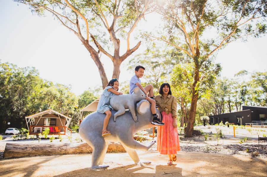 Port Stephens: Koala Sanctuary General Admission Ticket - Expect sleeping koalas, feeding koalas, and quiet moments