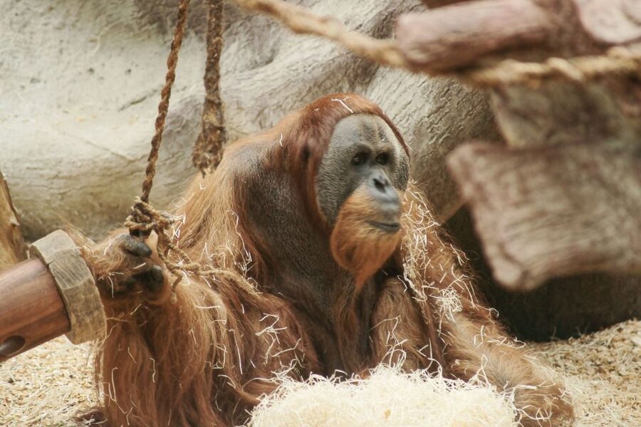 Prague: Boat Ride to the Zoo and Admission Ticket - Who should book this day out?