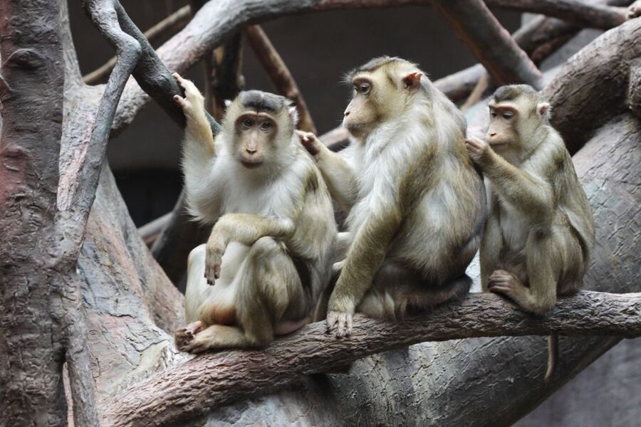 Prague: Boat Ride to the Zoo and Admission Ticket - Twelve pavilions and the animals you can see