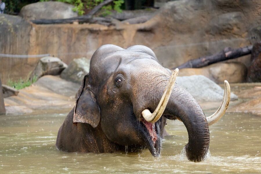 Prague: Boat Ride to the Zoo and Admission Ticket - The independent return to central Prague