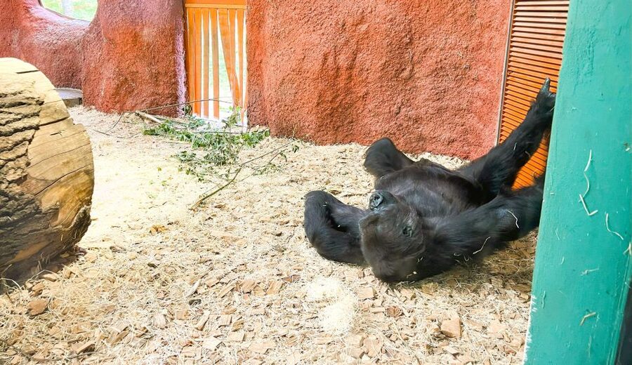 Prague: Prague Zoo Audio Guide with E-Ticket - Is $22 good value?