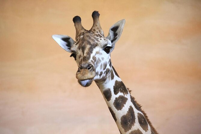 Prague Zoo Admission Ticket including Round Trip Transfer - Why Prague Zoo works best as a half-day or full-day outing