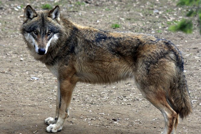 Prague Zoo Admission Ticket including Round Trip Transfer - Who will get the most from this experience?