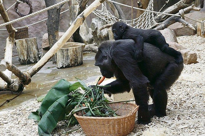Prague Zoo Admission Ticket including Round Trip Transfer - Should you book the Prague Zoo transfer?
