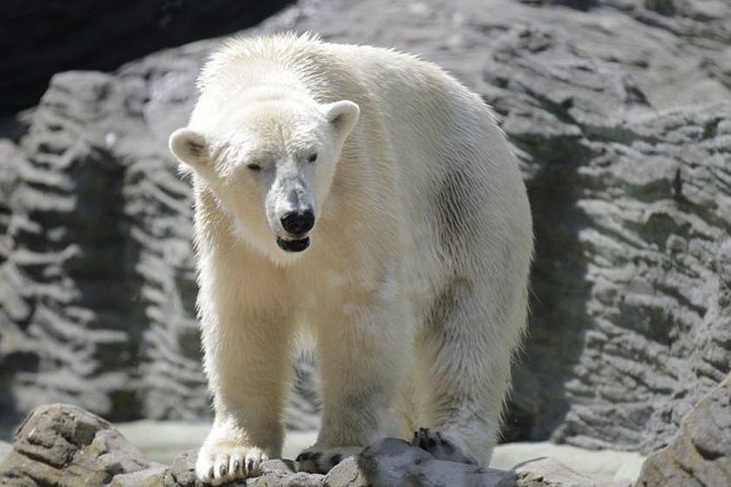Prague Zoo Admission Ticket including Round Trip Transfer - Feeding times and paid animal encounters