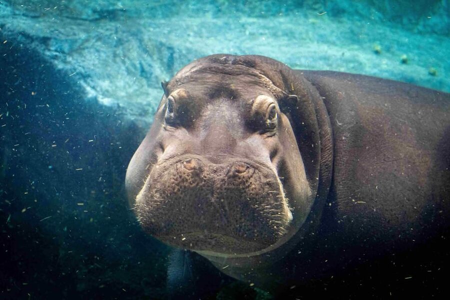 Prague Zoo: Skip-the-Line Entry Ticket - Enclosures, viewing points, and animal welfare