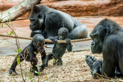 Prague Zoo: Skip-the-Line Entry Ticket