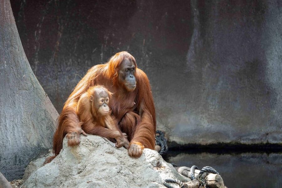 Prague Zoo: Skip-the-Line Entry Ticket - The hills, chairlift, and extra activities