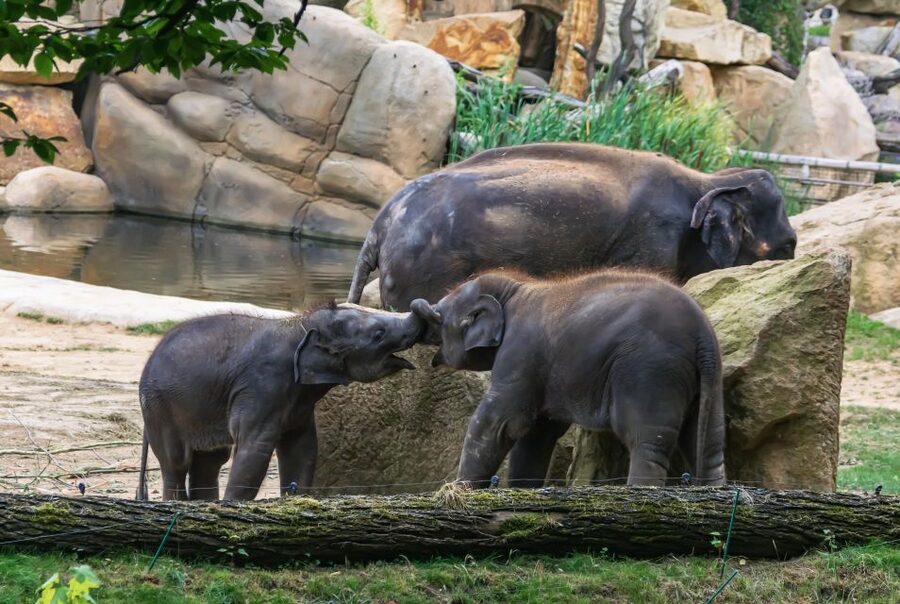 Prague Zoo Skip-the-line Tickets and Private Transfers - Key points to know before booking