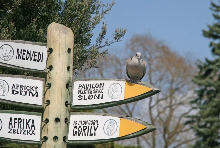 Prague Zoo Skip-the-line Tickets and Private Transfers - Small details that make the day easier