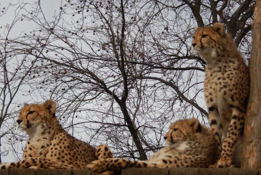 Prague Zoo Skip-the-line Tickets and Private Transfers - A private ride from your Prague accommodation