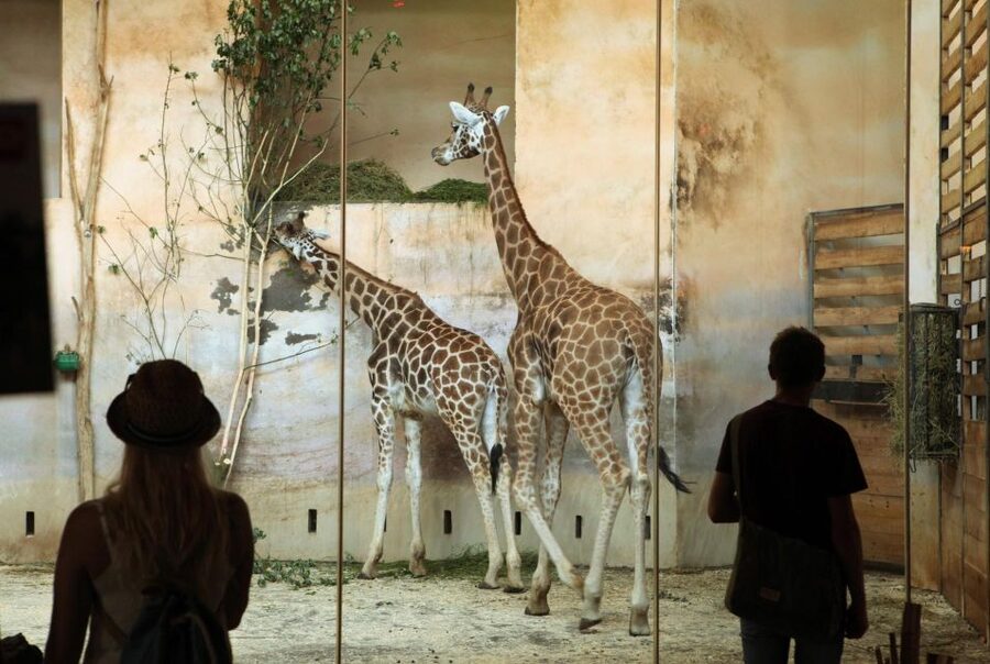 Prague Zoo Skip-the-line Tickets and Private Transfers - Making five hours work