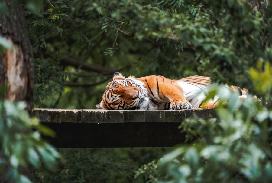 Prague Zoo Skip-the-line Tickets and Private Transfers - Who will get the most from this outing?