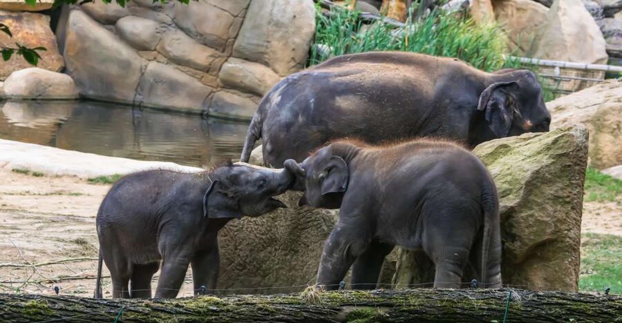 Prague Zoo Skip-the-line Tickets and Private Transfers - Skip the ticket office and start with the animals