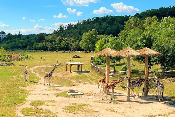Prague Zoo Ticket with Online Audio Guide - Practical Tips for a Smoother Visit