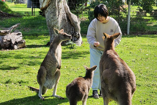 Premium Adelaide Hills Cleland Wildlife and Hahndorf Minibus Tour - Key points before you book
