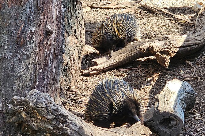 Premium Adelaide Hills Cleland Wildlife and Hahndorf Minibus Tour - Cobb’s Hill Estate and the afternoon tasting