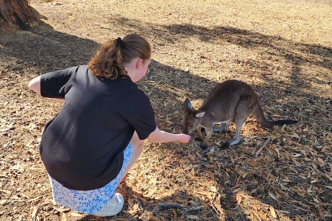 Premium Adelaide Hills Cleland Wildlife and Hahndorf Minibus Tour - What the $179.31 price really covers