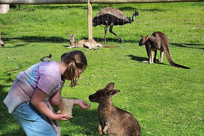Premium Adelaide Hills Cleland Wildlife and Hahndorf Minibus Tour - Mount Lofty Summit: a quick first look at the plains