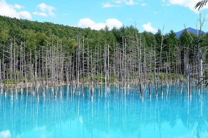 【Private Car】Asahiyama Zoo, Blue Pond, Shirahige Falls, Ningle Terrace (from Sapporo) - Seasons, snow, and realistic expectations